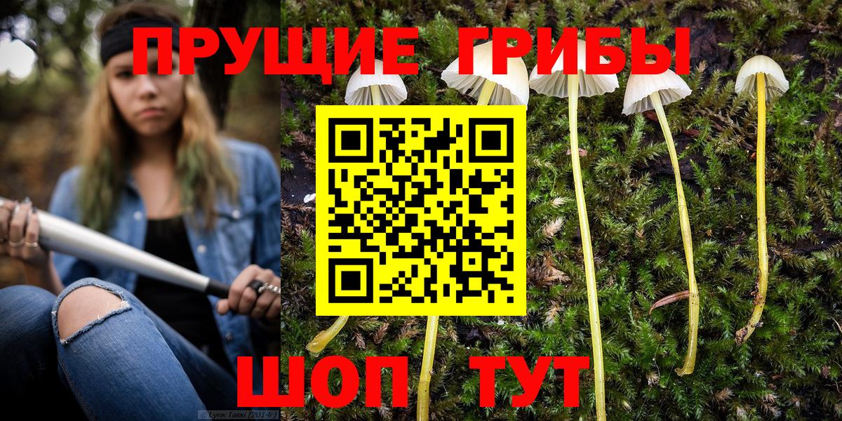 Псилоцибиновые грибы Psilocybe Коммунар